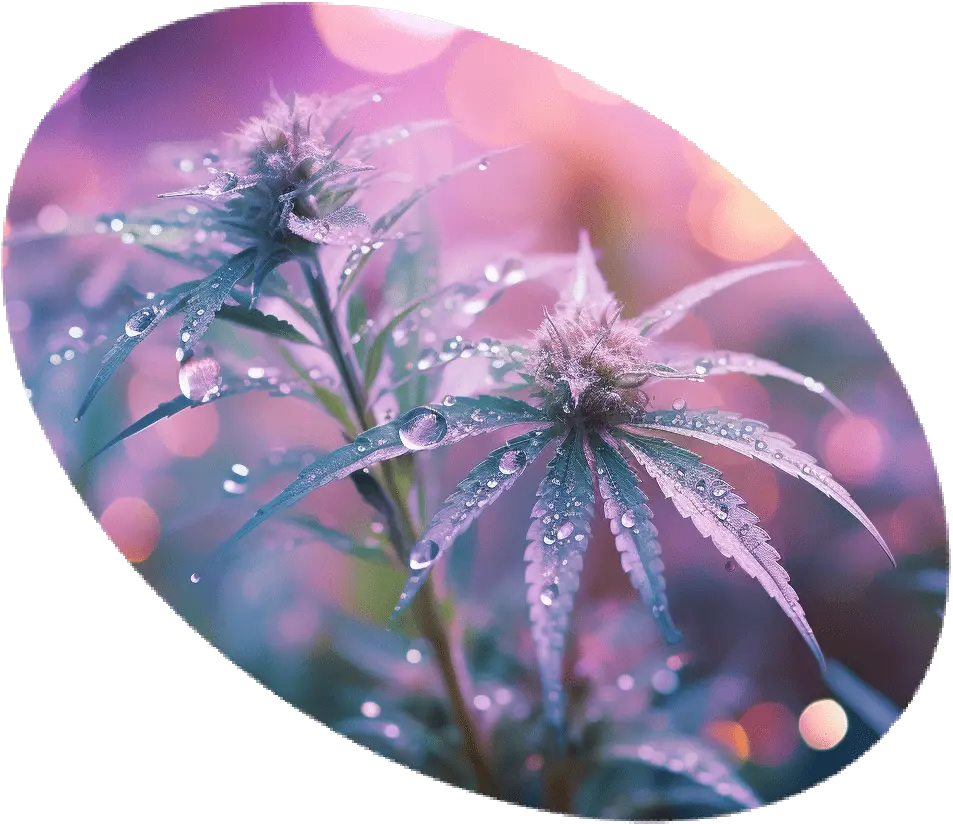 Eine Nahaufnahme von blühenden CBD-Blüten.